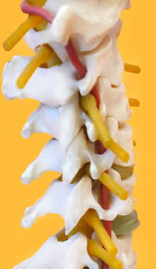 Anatomisches Modell der Halswirbelsäule mit farbig dargestellten Nervenaustritten.